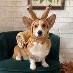 Corgi wearing the Corgi Snail Dog Costume, sitting on a velvet armchair and facing the camera