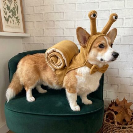 Corgi standing on a velvet armchair in side profile, showing the rolled shell of the Corgi Snail Dog Costume