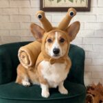 Corgi sitting on a velvet armchair, front view of the Corgi Snail Dog Costume hood with eye-stalk antennae and a small bow tie